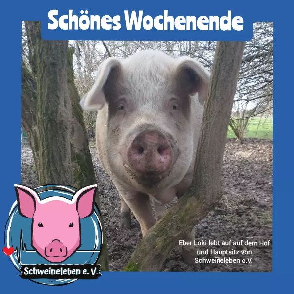 #Schweine #Schweineleben #pig #minipigs #Tierschutz #Tierecht #Animalrights #Tiefreund #Sprüche