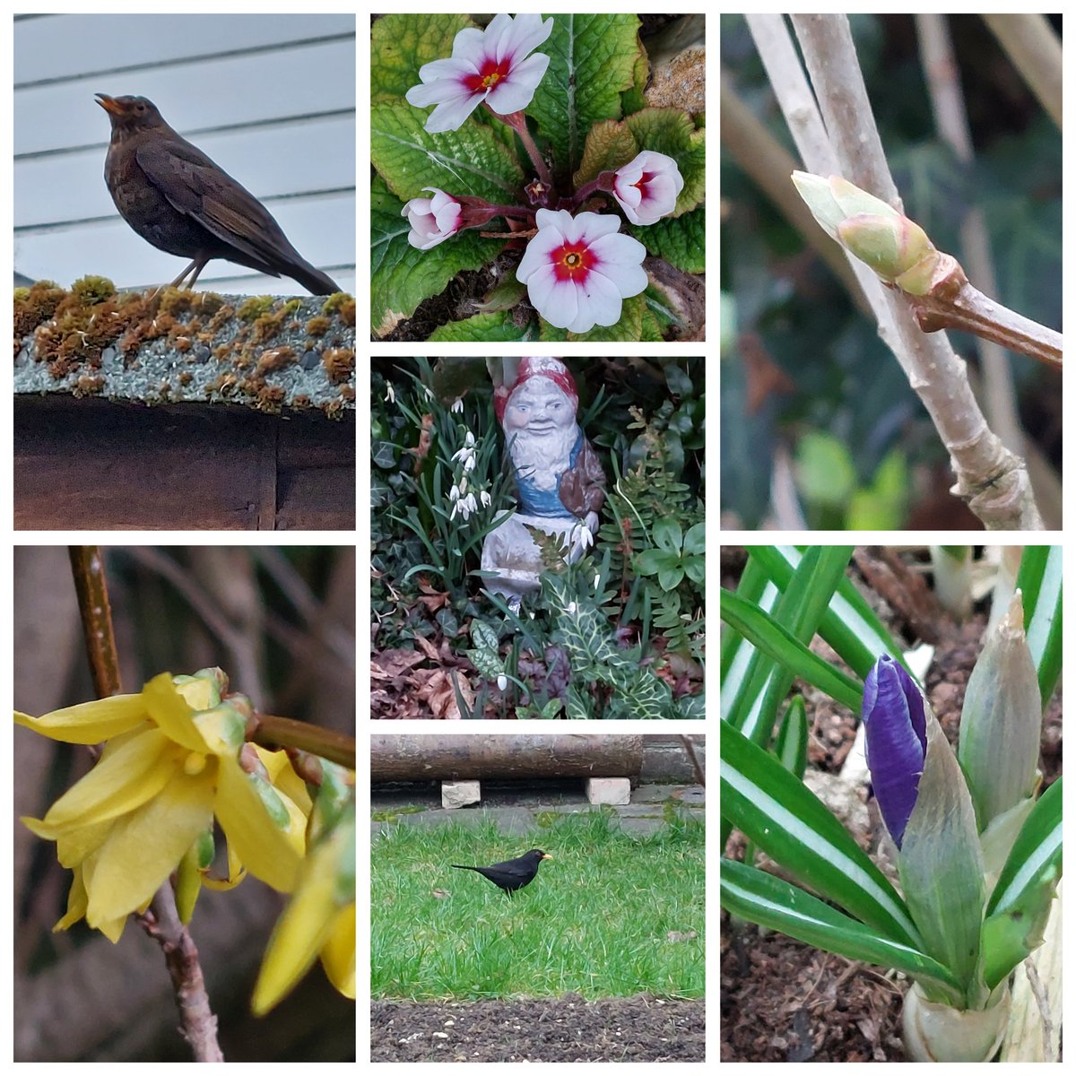 greendragon123's tweet image. #sevenonsunday #gardensoftwitter 😊💜💛🩷💚