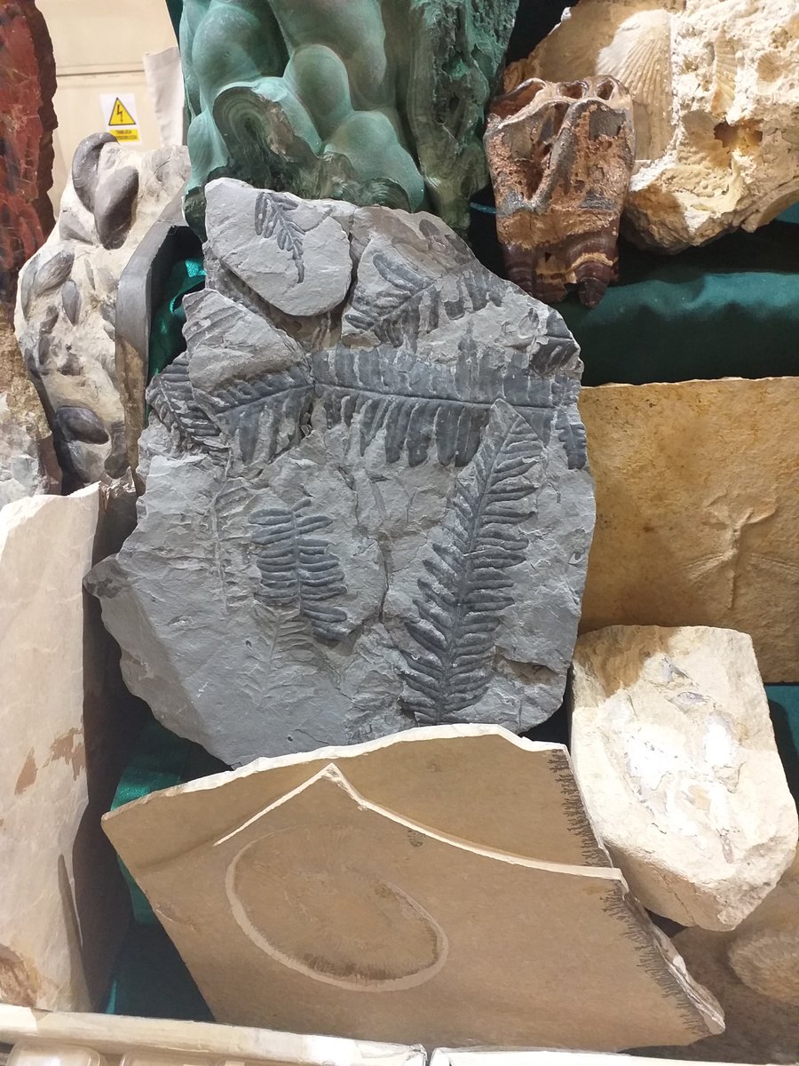 Ana247Anna's tweet photo. Warsaw Mineral Expo 2023
Kolorowy zawrót głowy.
fot. B@rt https://t.co/BgRzJFIS5S
