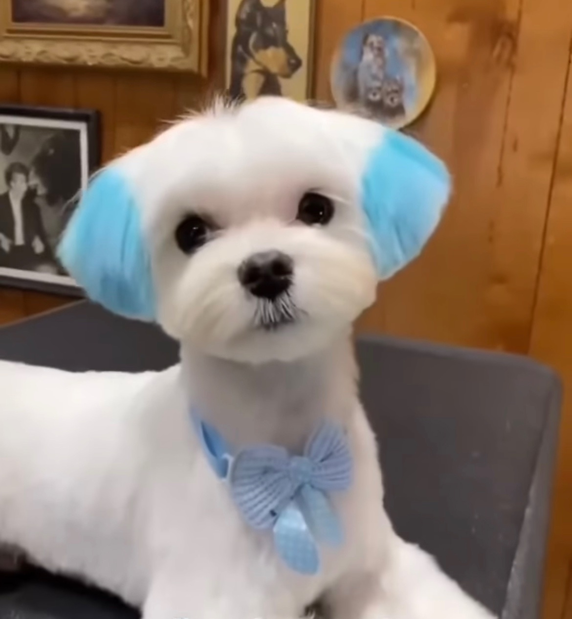 I hate maltese best sale dogs