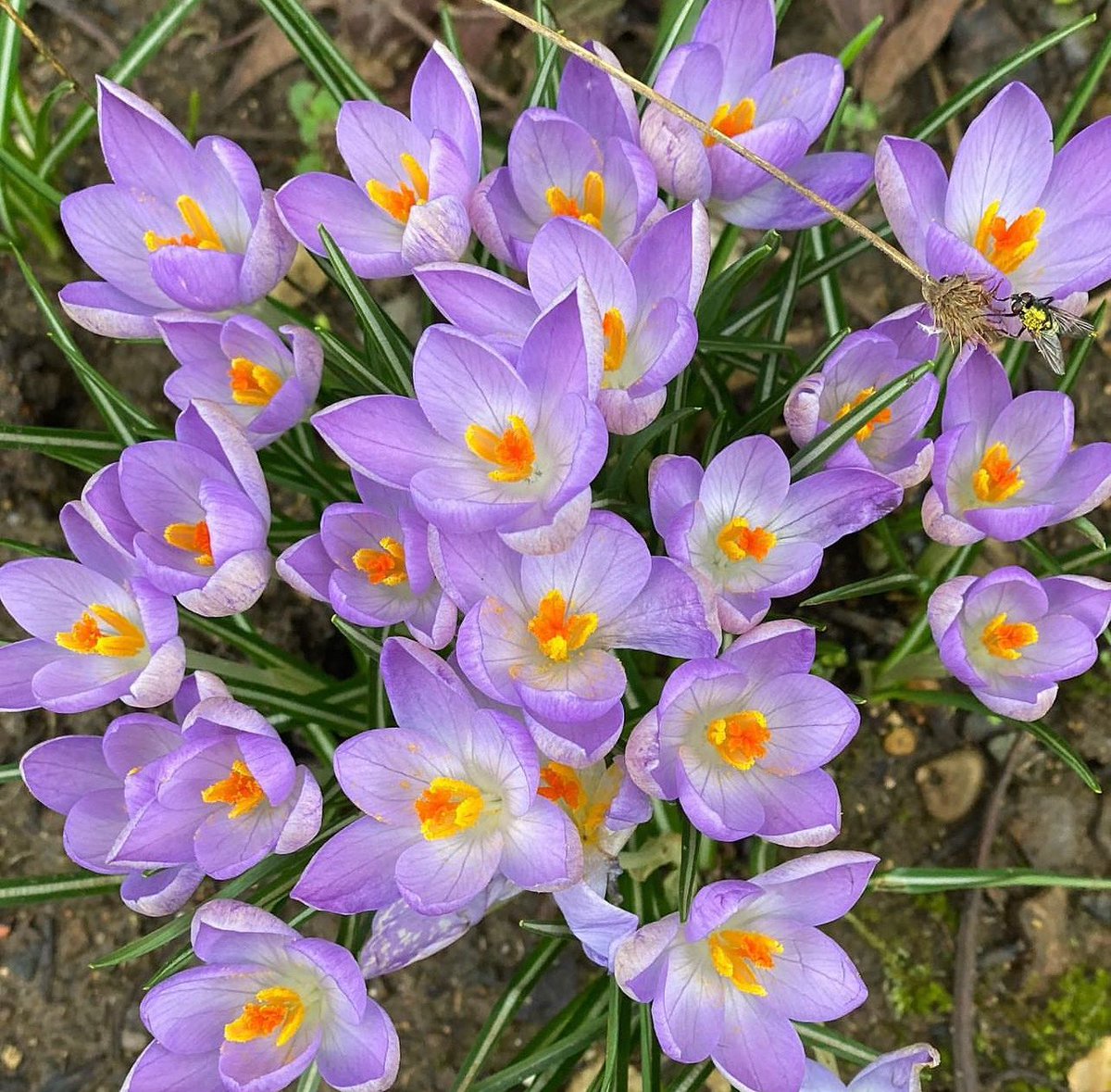 HambletonBakery's tweet photo. Spring really must be around the corner with these bright beauties out already ! ๐#happiness #positivevibes #springisaroundthecorner
#healthybread #artisanbread #freshbread #wellbread #noadditives #nopreservatives #thechoiceisyours
#whereweshopmatters https://t.co/b2ZQTC2ENK