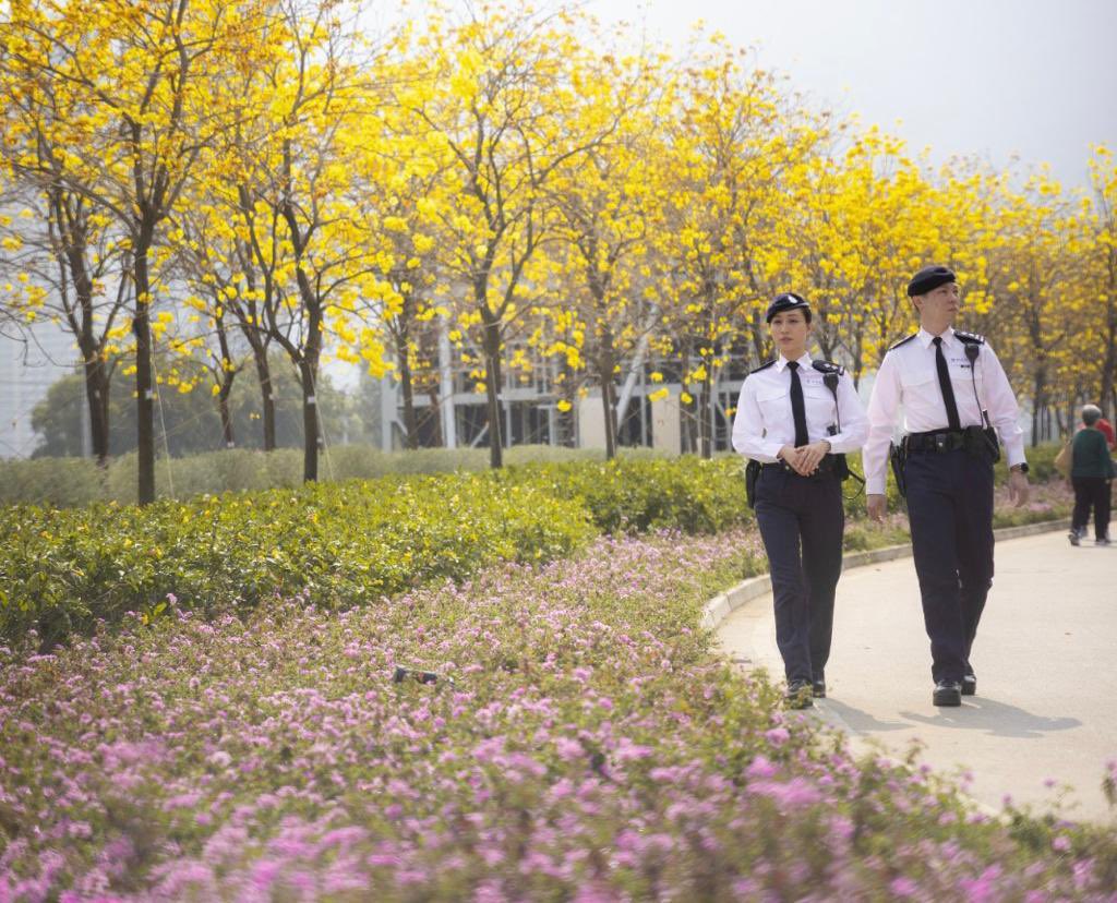 hkpoliceforce's tweet image. #HKPFootprint🚓|Our patrol along an avenue gleaming w/ #GoldenTrumpet🌳in full bloom at📍#ChekLapKokAirport tells us🇭🇰’s full of the #JoysOfSpring🌞. Symbolising the return of bliss,the🌼blossoms celebrate the reappearance of😄as city-roamers go😷-free again in the #PostCovidEra.