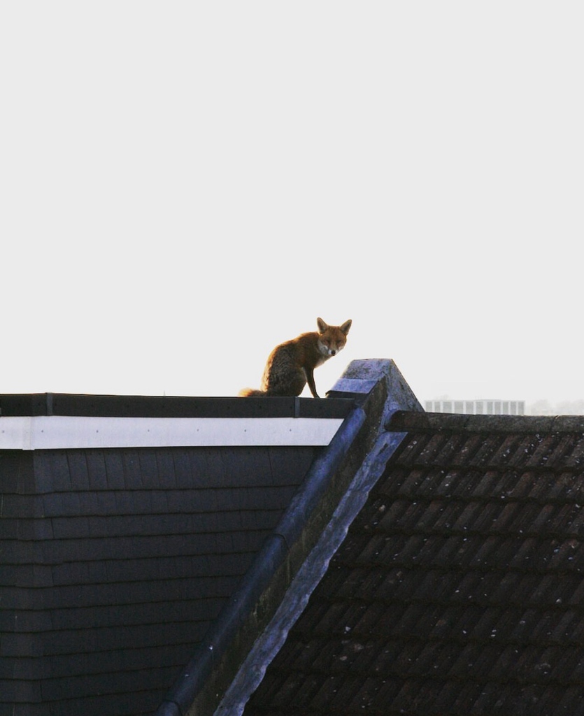 ChrisGPackham's tweet photo. Rooftop fox , thank you @jasonhookbooks on Instagram for today’s #FoxOfTheDay ! https://t.co/hCz8F7Cx1Y