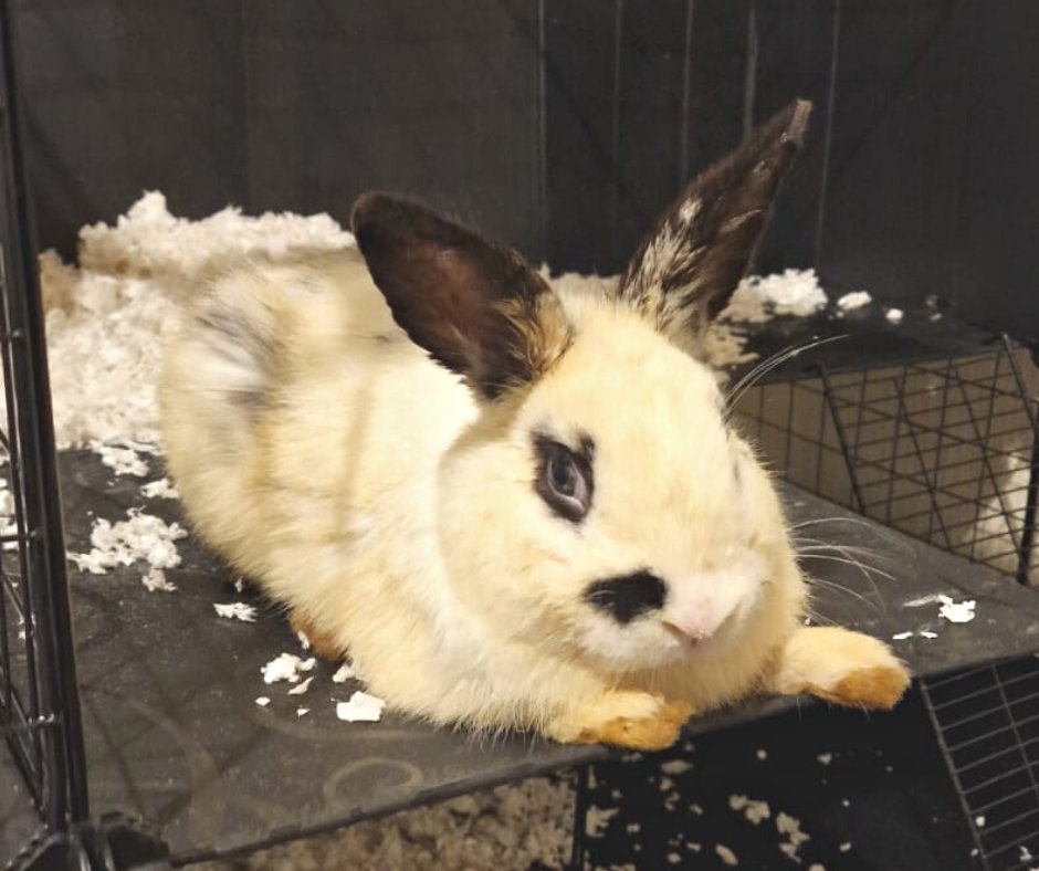 cotsdogscats's tweet photo. Meet the Rabbits! π°π°π° Peter, Benjamin and Boo live with loving foster families. These sweet rabbits are all looking for their forever homes.
For more information visit:
https://t.co/SS12zpiMhf
#foreverhome #cotsdogscats #rabbit #peterrabbit #smallfurries #rescuebestbreed https://t.co/AurMKRqR5T