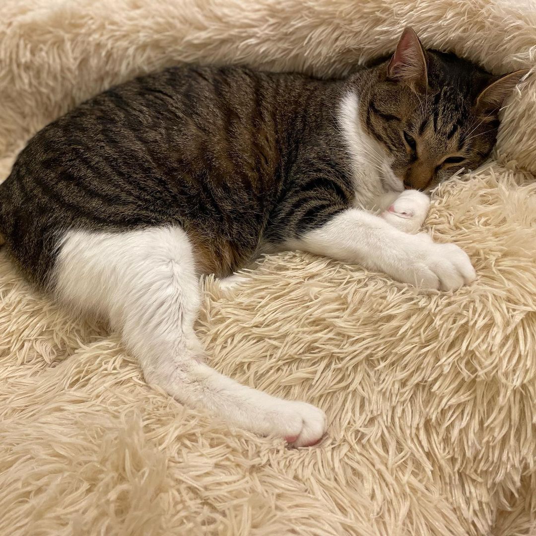 seftiherina's tweet photo. 先日、渋谷の公園通りにある猫カフェ　@mocha.koendori に行ってきました😊🐈

猫カフェのイメージだと猫ちゃん達に塩対応されるかなと思いきや、どの猫ちゃん達も懐っこくて
猫好きの私にはたまらない空間でした🥺
.
.

#猫カフェmocha#猫カフェ#PR#渋谷#渋谷カフェ#癒し#可愛い#猫#猫好き#猫好 https://t.co/Q9ZC3WeuPq