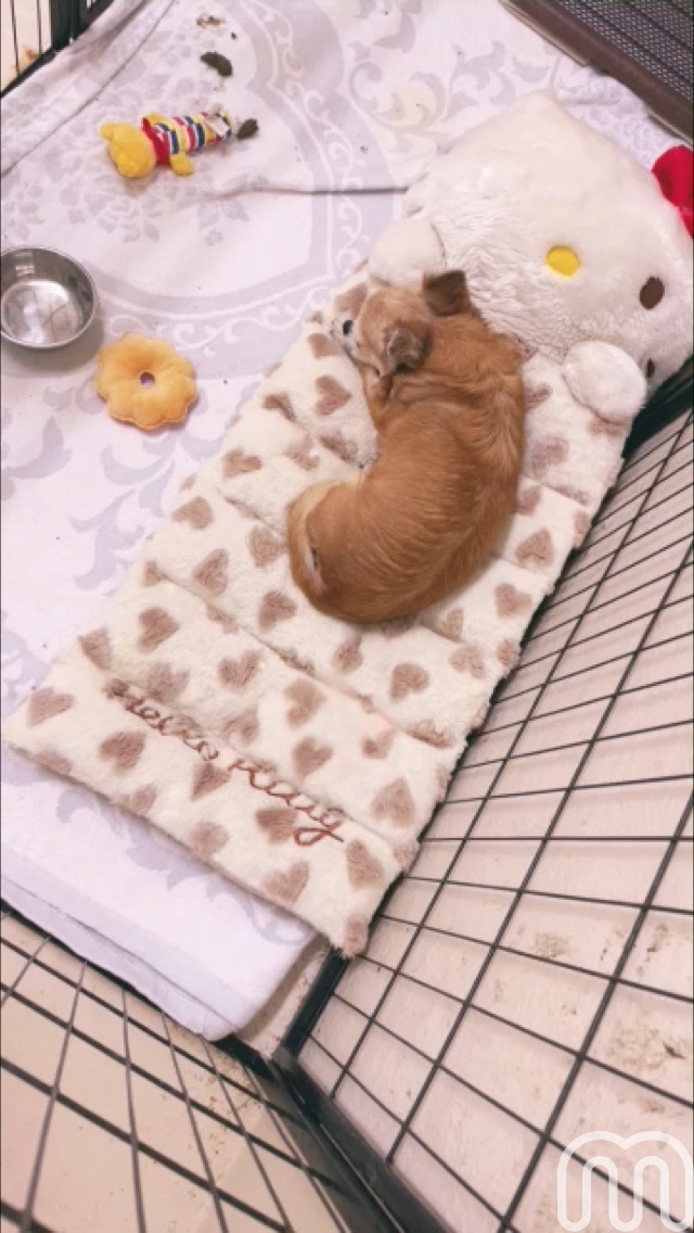 sourarindyna's tweet photo. 『元気いっぱいチーズちゃん🐾🐶💕』- わんこにゃんこ☺️（ミクチャ公認）さんのMixChannel LIVEに参加しよう！ #ミクチャLIVE https://t.co/SI9YL6a7fn https://t.co/VUwPyPWFIn