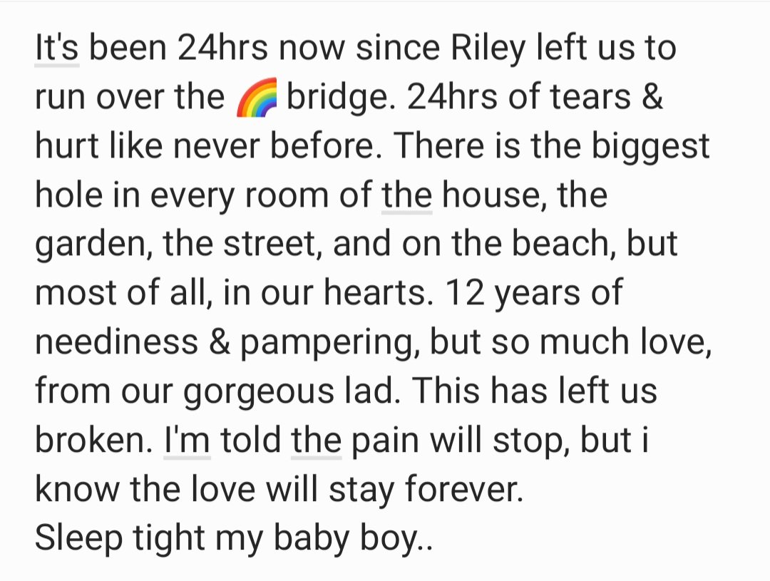 RobboD180's tweet photo. #JackRussell #Grief #love 🌈😪❤️ https://t.co/33xIjzY4O1