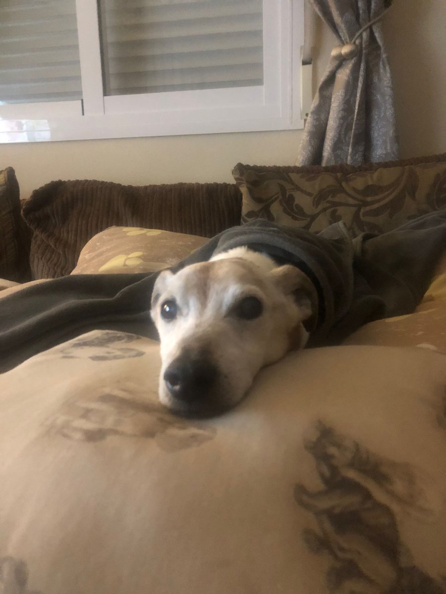 RobboD180's tweet photo. #JackRussell #Grief #love 🌈😪❤️ https://t.co/33xIjzY4O1