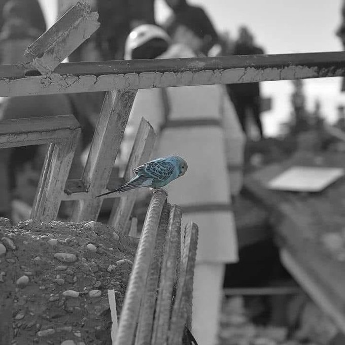 ''Umutlar kuş oldu haberin var mı?''

Şair Sezai Karakoç