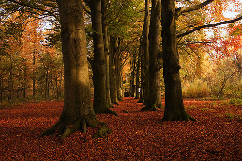 Autumn Forest, The Netherlands #AutumnForest #TheNetherlands ethanfreeman.com