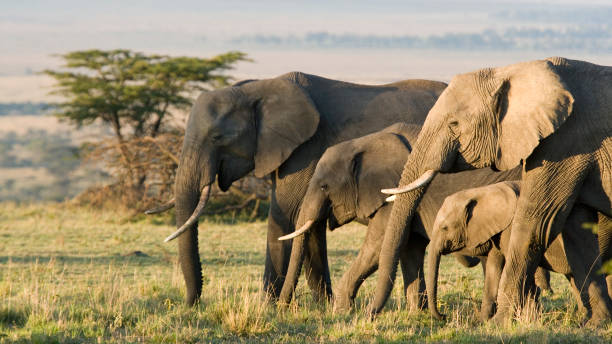 nahubwe's tweet photo. #Zambia is a #safari-lover’s dream #destination.

Email: nahubwesafarilodge@gmail.com
'

#wildlife #Africa #nature #animals #nationalpark #africawildlife #wildlifetour #Internationaltravel  #UK #Travel #Tourism #Blogger #TravelBlogger   #traveltheworld #traveler  #traveltips https://t.co/Q55WcgxoSi