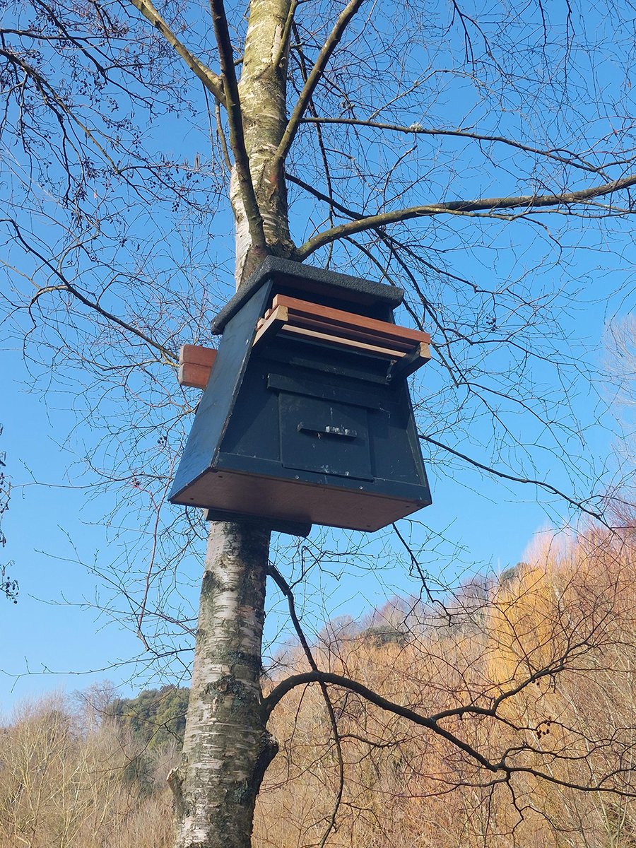 WWT Arundel Wetland Centre (@wwtarundel) on Twitter photo Thanks to Paul Stevens Ecological Services for building and installing our new owl box. The box replaces one of our older, well-used nest boxes in the Wetland Discovery area. We'll be watching and checking it for owlets in the ringing season.
<a href="/NatterjackPaul/">Paul Stevens💙</a> Thanks to Paul Stevens Ecological Services for building and installing our new owl box. The box replaces one of our older, well-used nest boxes in the Wetland Discovery area. We'll be watching and checking it for owlets in the ringing season.
<a href="/NatterjackPaul/">Paul Stevens💙</a>