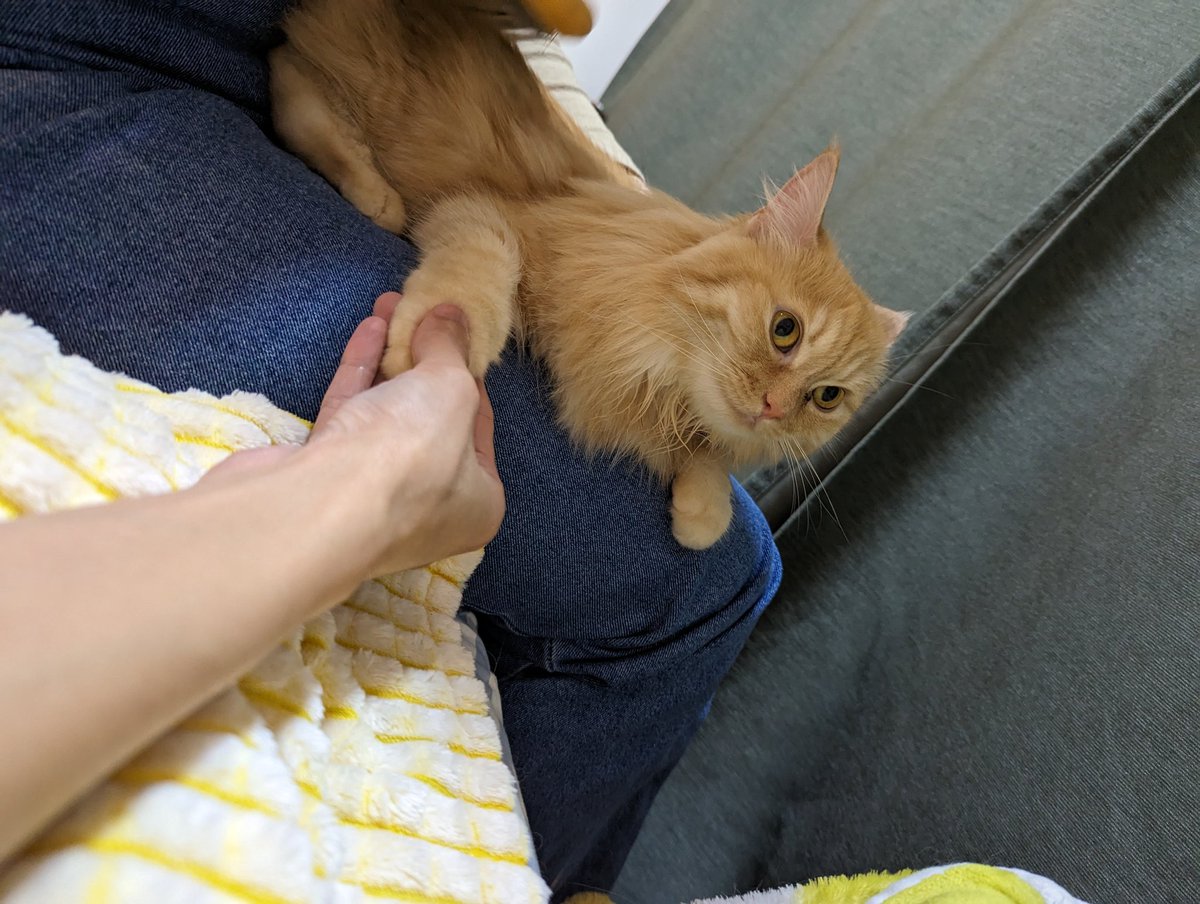 jonclosure's tweet photo. Nanny duty today! She's Ginger &amp; she's 2 years old!
#CatsAreFamily #Caturday #weekendvibes https://t.co/3bjM7OUPxc