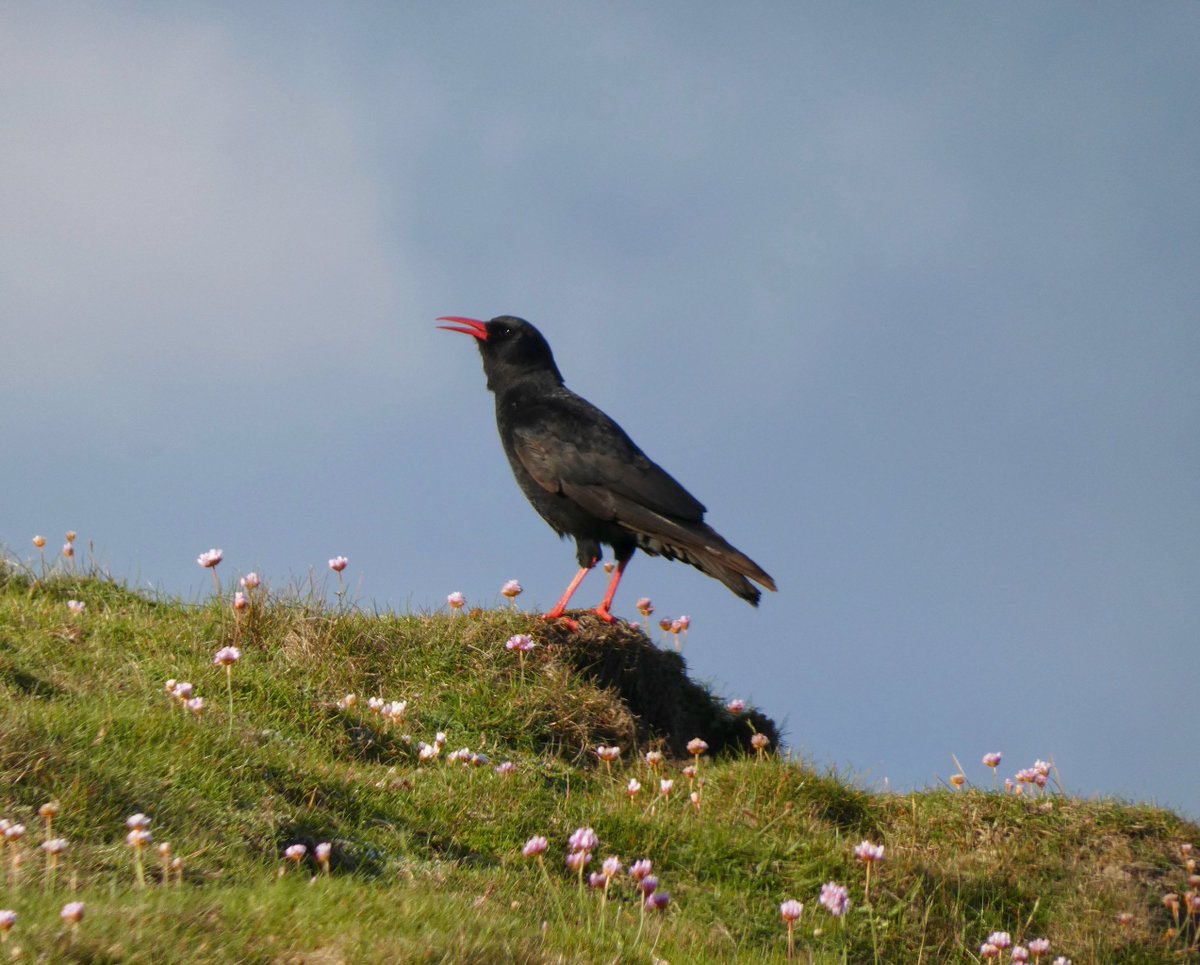 Happy St Piran's Day. Gool Peran Lowen #stpiransday #cornishchough