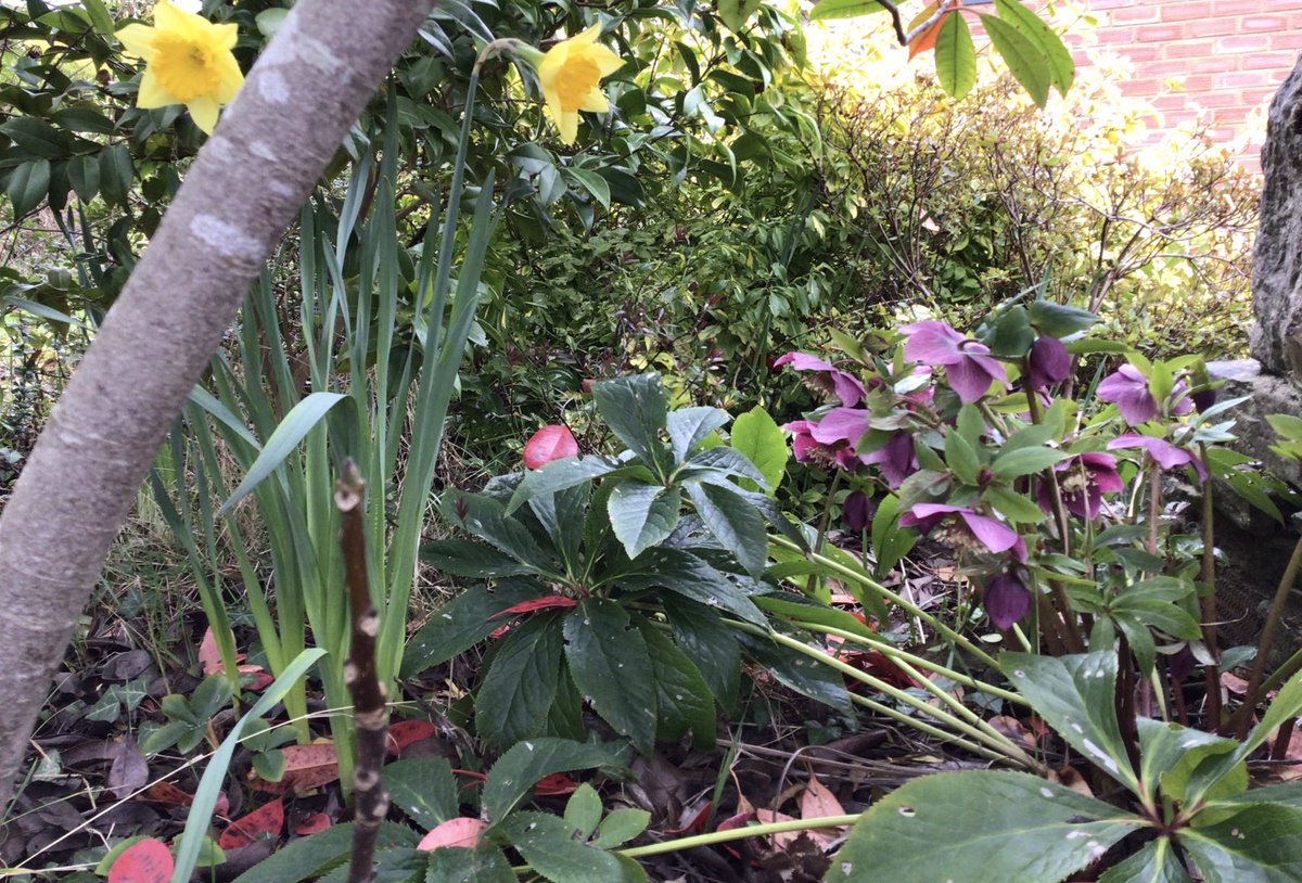 jobutlerthomas's tweet image. #SundayMorning    Good Morning .Bore da.    
#FlowerTime    #garden      #weekendmood