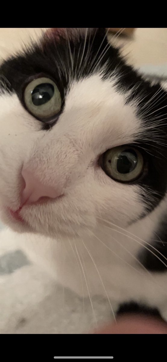 jess_stouffer18's tweet photo. this truly pains me to do this, but my cookie needs a great home. she’s been my cat since 2012. i love her so much, but she needs someone who will put her first. she is the sweetest cat you will ever meet 🤍 https://t.co/Q1pzmZOwM1
