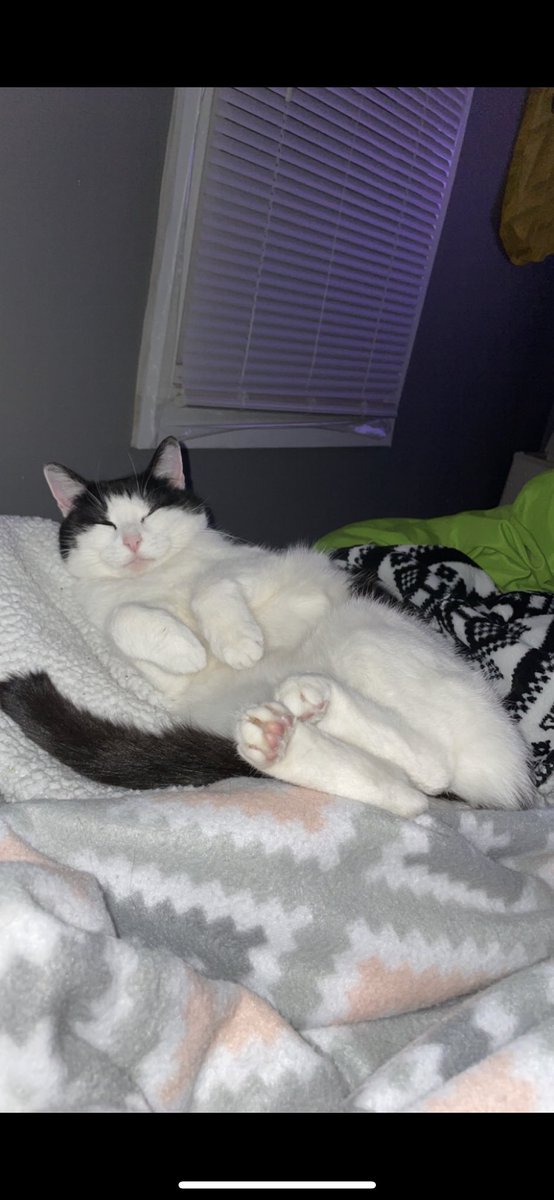jess_stouffer18's tweet photo. this truly pains me to do this, but my cookie needs a great home. she’s been my cat since 2012. i love her so much, but she needs someone who will put her first. she is the sweetest cat you will ever meet 🤍 https://t.co/Q1pzmZOwM1