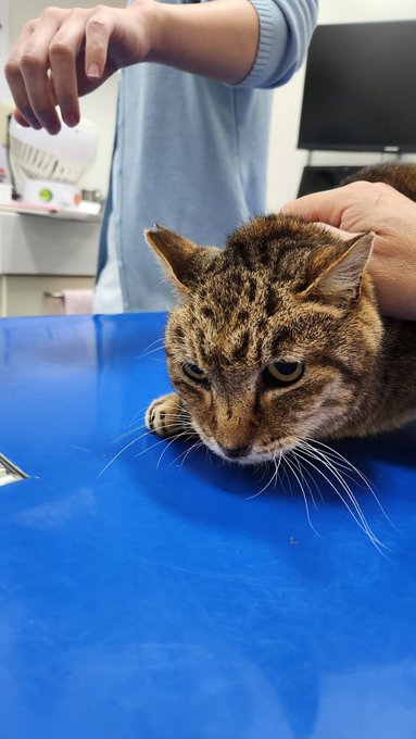 保護猫のチャーちゃん。猫エイズキャリアの12歳です。柄がとっても素敵ですね！年齢以前に病気の事で里親さんはのぞめないかな