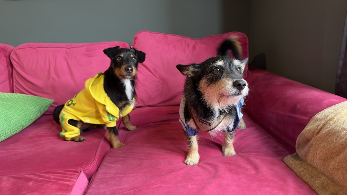 Sunday lounging &amp; business planning with Fred &amp; Elvis #dogs #fred #chill