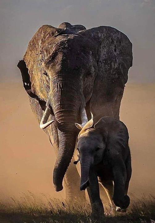 Terrific. What shot!
#AfricaWildlife
#wildlifephotography 
#Safari
