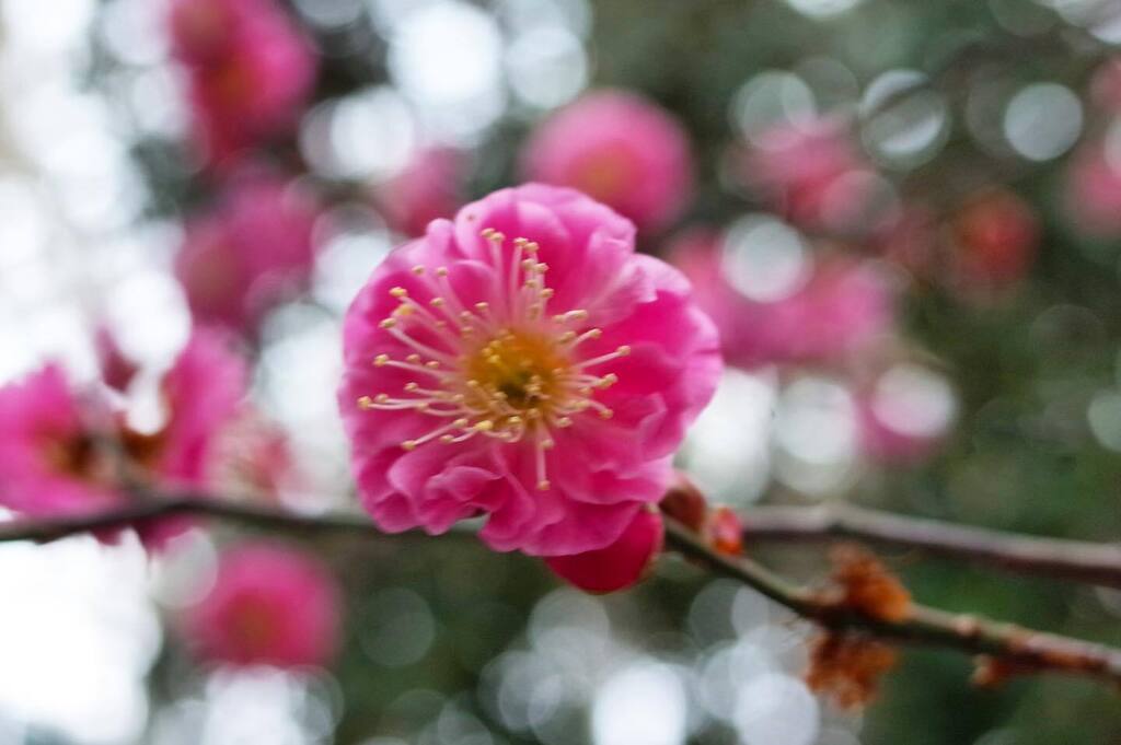 masaha31's tweet photo. 今日も梅色　#花の色　#花の写真　　#花の写真館　#花撮り　#花撮り人　#花撮り隊  #梅　#梅色　#梅の花　#花のある暮らし  #花のある生活  #東京カメラ部  #flower  #flowers  #flowerphotography  #flowercolor  #flowercolors  #flowerpower  #flowermagic https://t.co/t76uiEqChJ https://t.co/2XDD8bIpmI