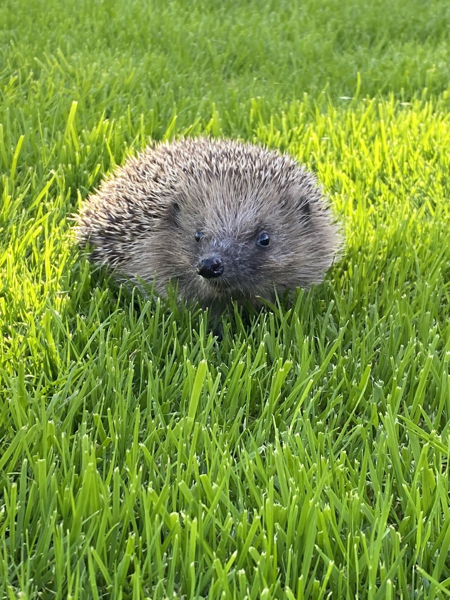 Prickles_Paws's tweet photo. Hedgehogs are nocturnal animals, if they are out in the daytime this is usually a sign something is wrong. CALL A RESCUE ASAP for advice - even if they look quite bright as they may not be showing just how unwell they are. 

#wildlife #rescue #charity #hedgehog https://t.co/sztHFAMSN4