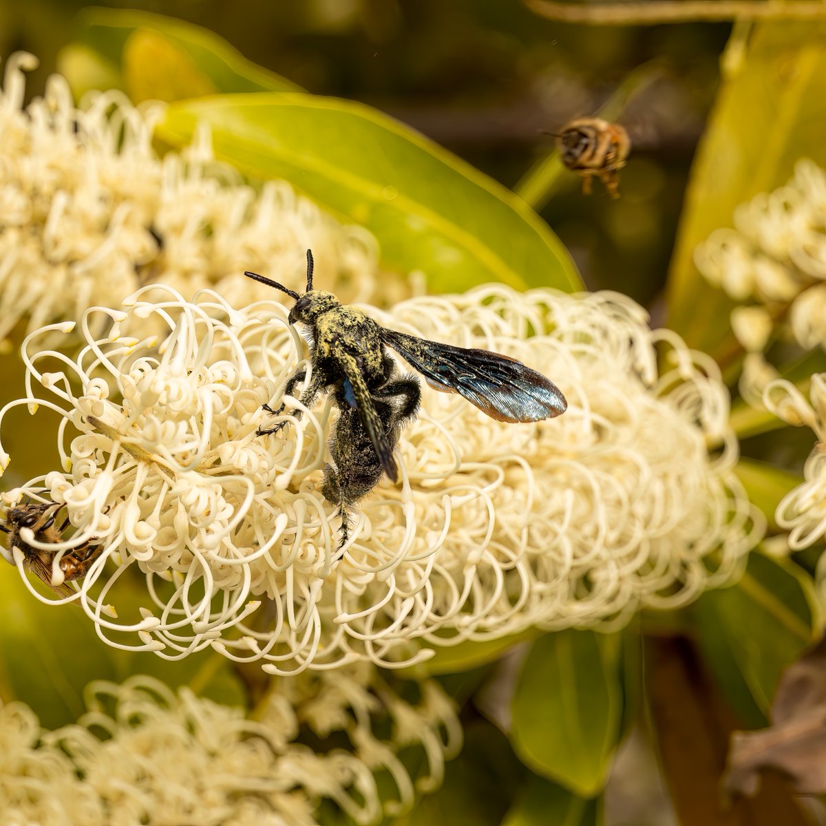 You have to see the beautiful creamy flowers on the #IvoryCurlTree (Buckinghamia celsissima) before they disappear 🌼 This small tree is perfect for growing at home too - low maintenance and attracts pollinators! 🐝 

📍  Connections Garden
