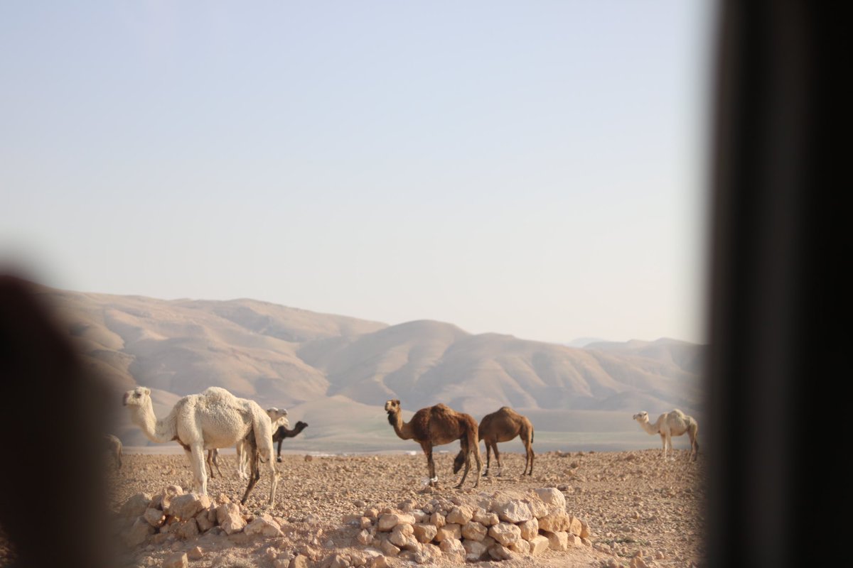 tejace_'s tweet photo. Mein Lieblingsmoment der Woche: Ich habe Dromedare gesehen!! 😍 
Auf einmal standen sie da, mitten auf der Straße. 
#studierenweltweit #erlebees #jordan #reisen #dromedar https://t.co/P8ul23rnIx