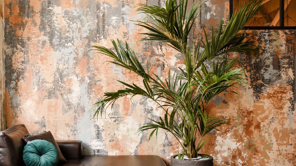 homesandgardens's tweet photo. Best tall indoor plants – 10 statement plants, chosen by houseplant experts https://t.co/WZNZgTtfrL https://t.co/fnHyBjrvyK