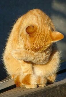 <a href="/marizulca/">Marisol ❤</a> I'm shy of you, my dear. Have a nice day 🐈😍🥰