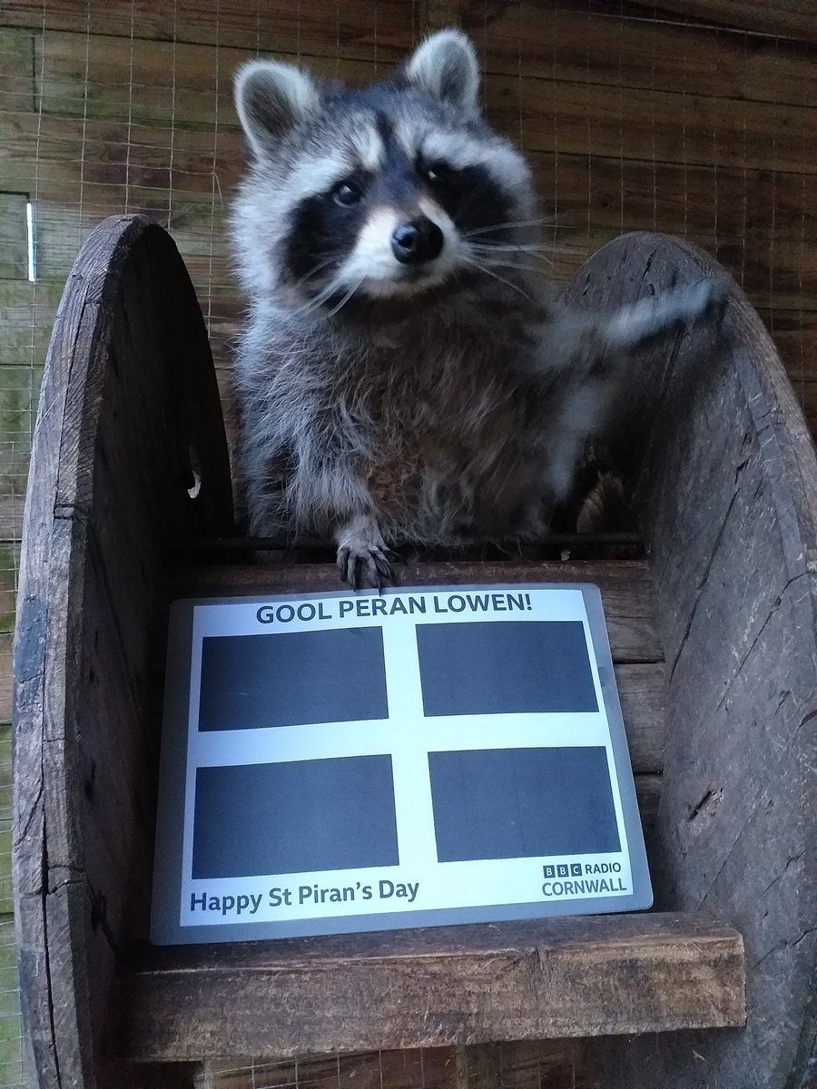 ScreechOwlSanct's tweet photo. Happy St Piran's Day from Indie and all of us at Screech Owl Sanctuary and Animal Park.

We are open today 10am to 4pm with reduced entry of £8 per person for anyone aged 3 and over. 

Gool Peran Lowen 😀

#bbcradiocornwall #raccoons https://t.co/XdrD8O2cnb