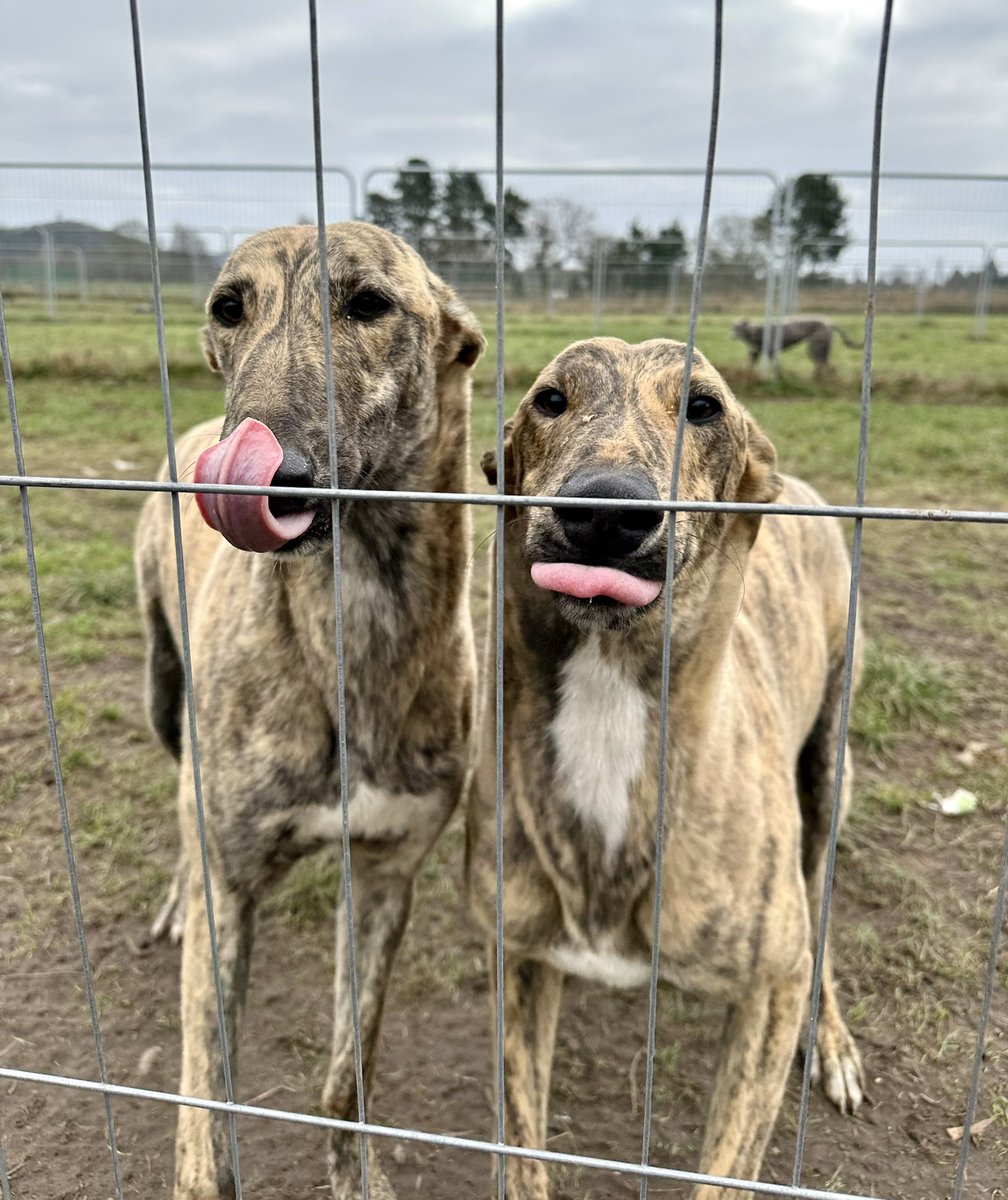 Fergal O'Brien Racing tweet media