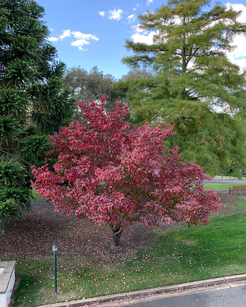 Autumnal leaves... just beginning to turn. Last Spring in full pink bloom.
Changing seasons.