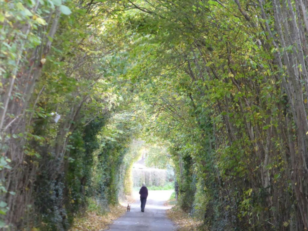 NickyGeeson's tweet photo. When you see this special lane suddenly turned into this, doesn't it make you wonder if developers are trying to reduce the value of wildlife habitats Before a planning application for xxx homes? #ThreeElms Huntington Lane Hereford @HerefordshireC3 @HerefordshireWT @CPREHfdshire https://t.co/Pk1DlDYCus