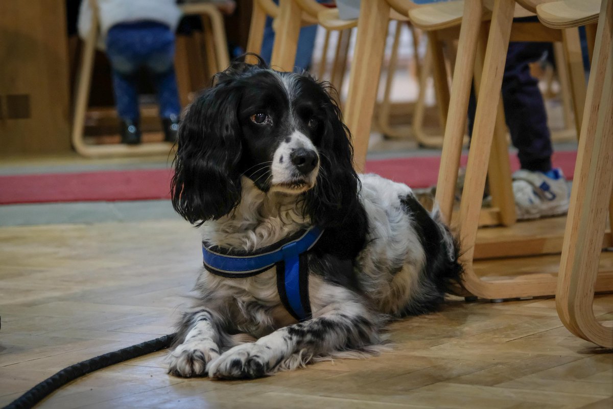 JohnsPmjohns's tweet photo. @OurCofELike #dogsinchurch 🤗🙏🐶 https://t.co/K8HjkN8gan