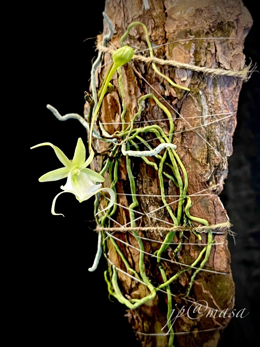 ghost orchid ゴーストオーキッド Dendrophylax lindenii デンドロ