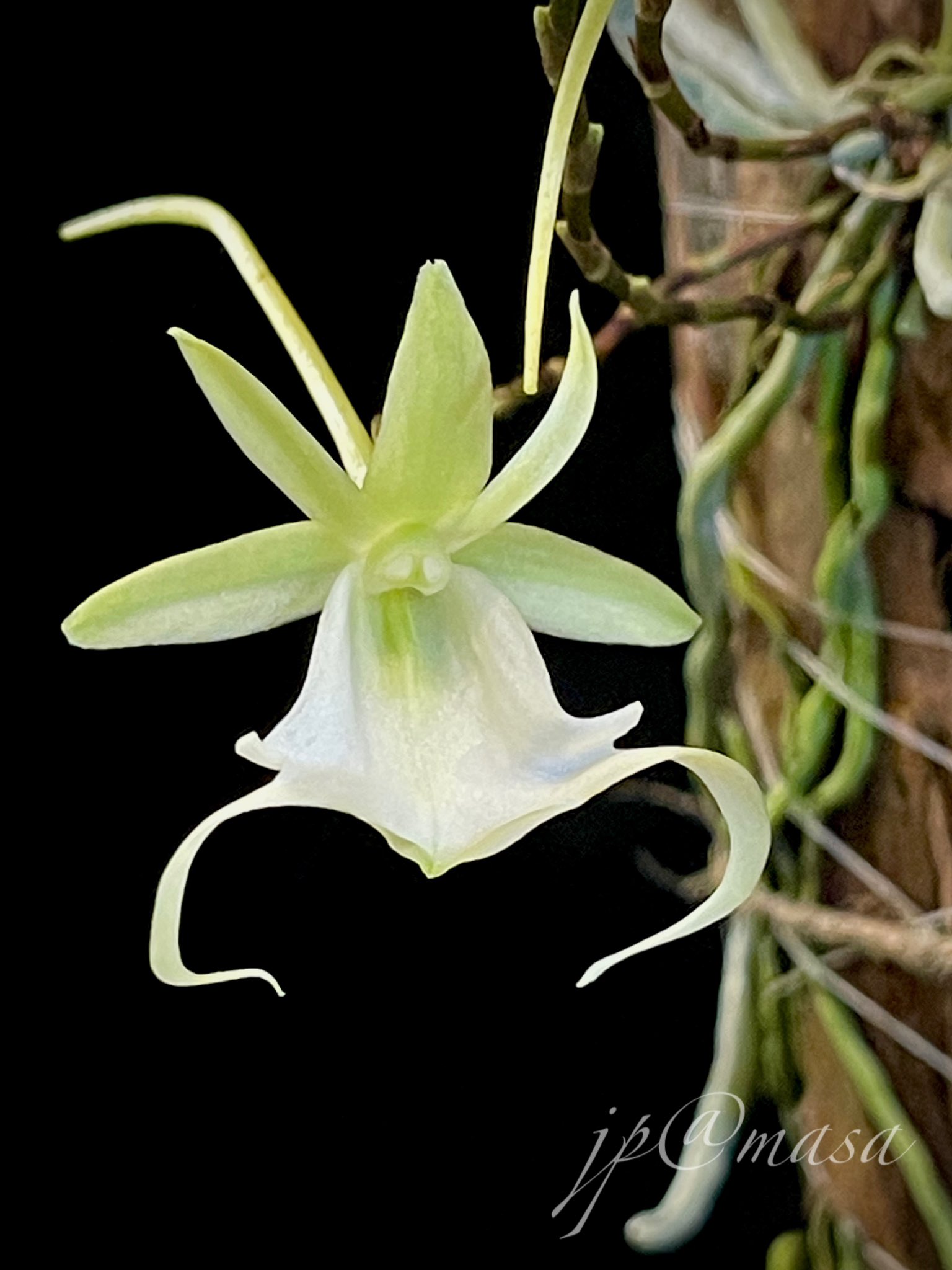 洋蘭原種 (765) 幽霊蘭 Dendrophylax lindenii (Polyrrhiza