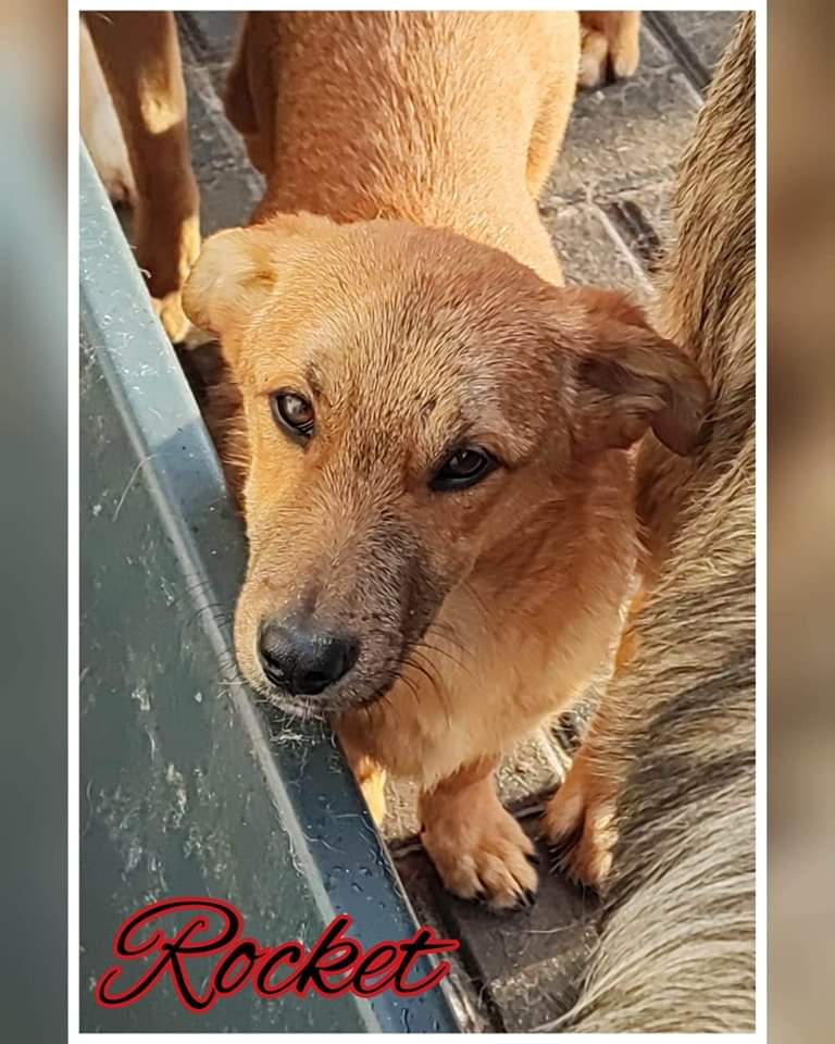 #adoption #chien 
🐕 Rocket, né en juillet 2022, pèsera environ 15kg adulte 
🏡 Nous recherchons une famille patiente car ce chien très affectueux ne connaît pas encore la vie de famille 🥰
👉 Pour l'adopter bit.ly/3EO8Vjb