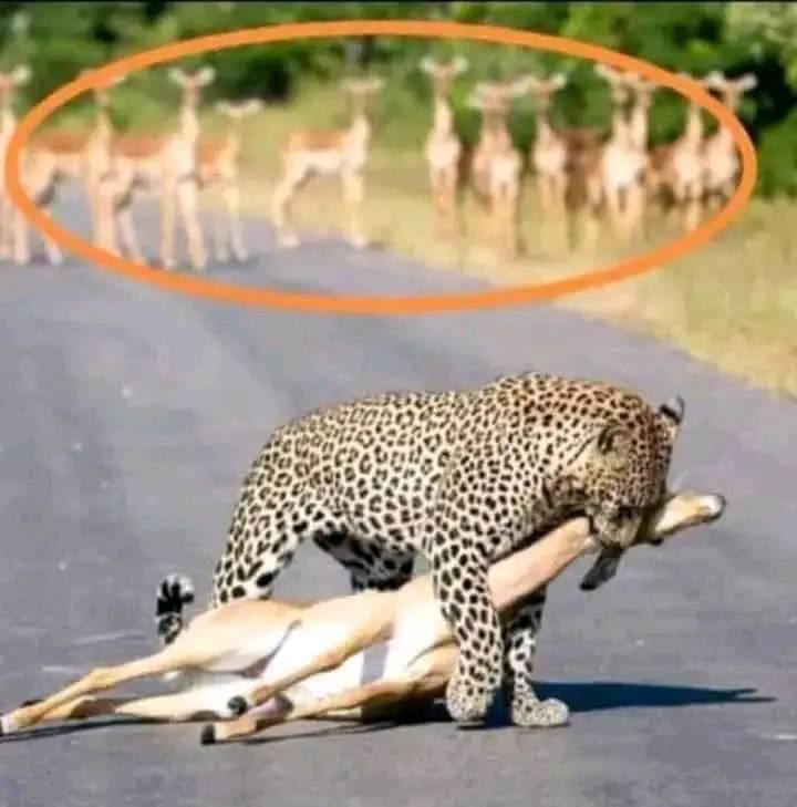 ያገራችን ጉዳይ አሳሳቢነቱ እየጨመረ ሄዷል። አውሬው ገብቷል። ሁሉም ግን ተደናግጦ ዳር ቆሟል። ረሀቡም አምርሯል። ወደ ፈጣሪ ከማንጋጠጥና ከመለመን ሌላ የምናደርገው ጠፍቶናል። እሱው የተሻለውን ያምጣልን። ፍቅራችንን ይመልስልን።