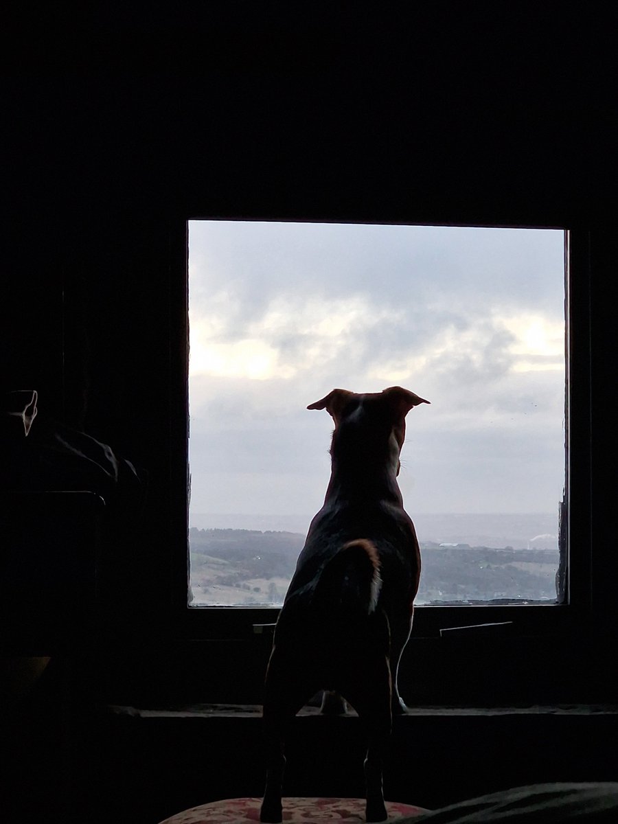 The ultimate nosy neighbour! He's got his nose pressed against the window, trying to get the scoop on what's happening. I'm sure he hopes to catch a glimpse of the local gossip! #NosyNeighbor #PuppyEyes