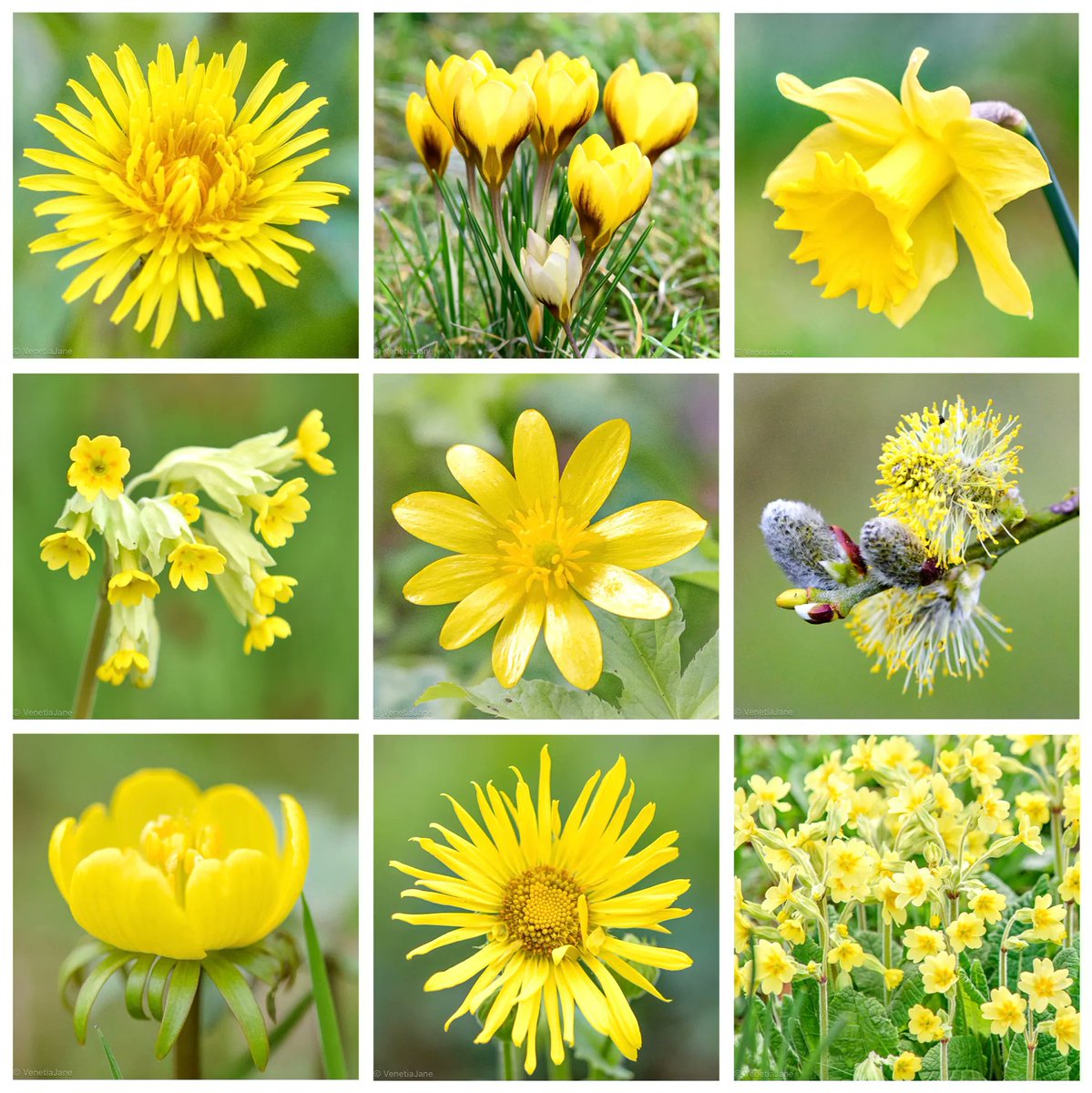 VenetiaJane's tweet image. In Norse mythology the goddess Freya is associated with the return of spring. It is said that as she wanders over the earth shaking her curls, spring flowers flow from her golden tresses, and a warming breeze is created by the swishing movement of her green cloak. #FolkloreSunday