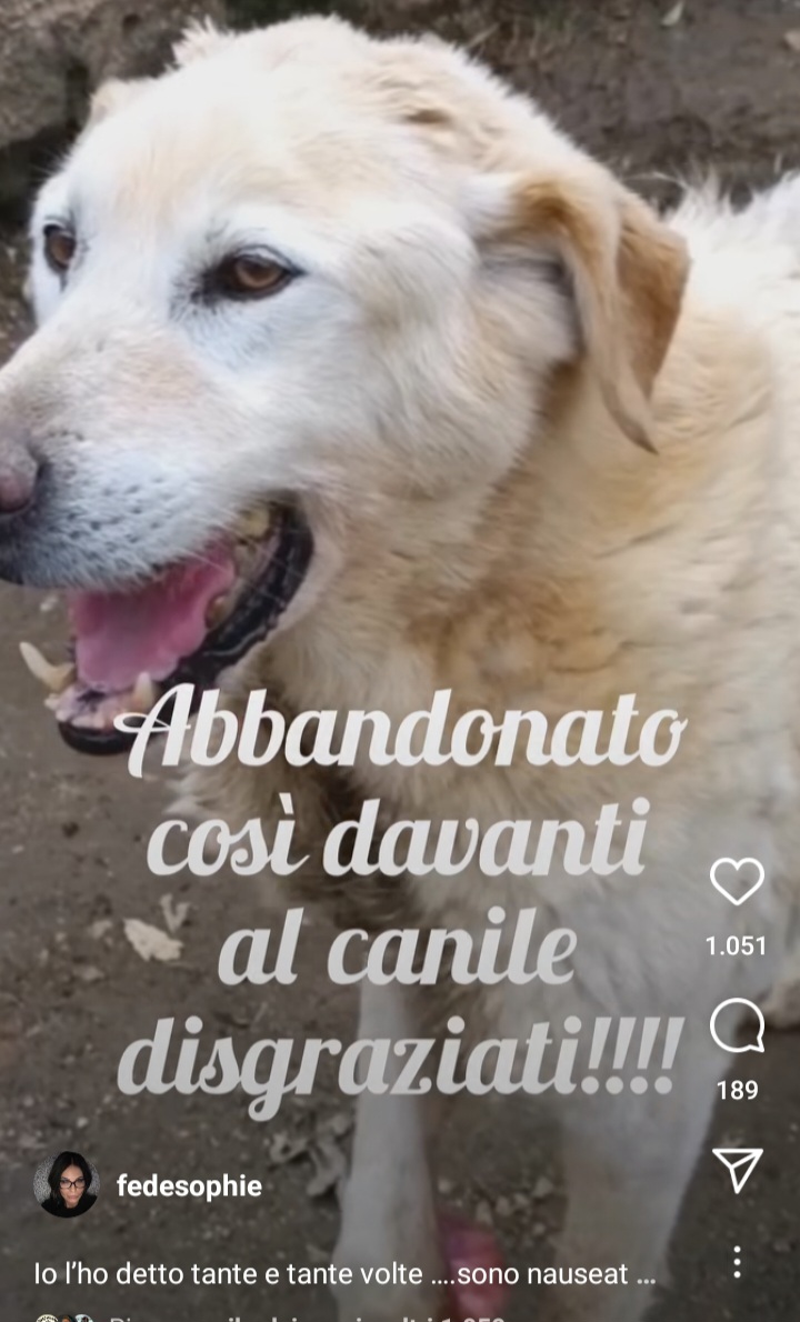 Qua la Zampa tweet media