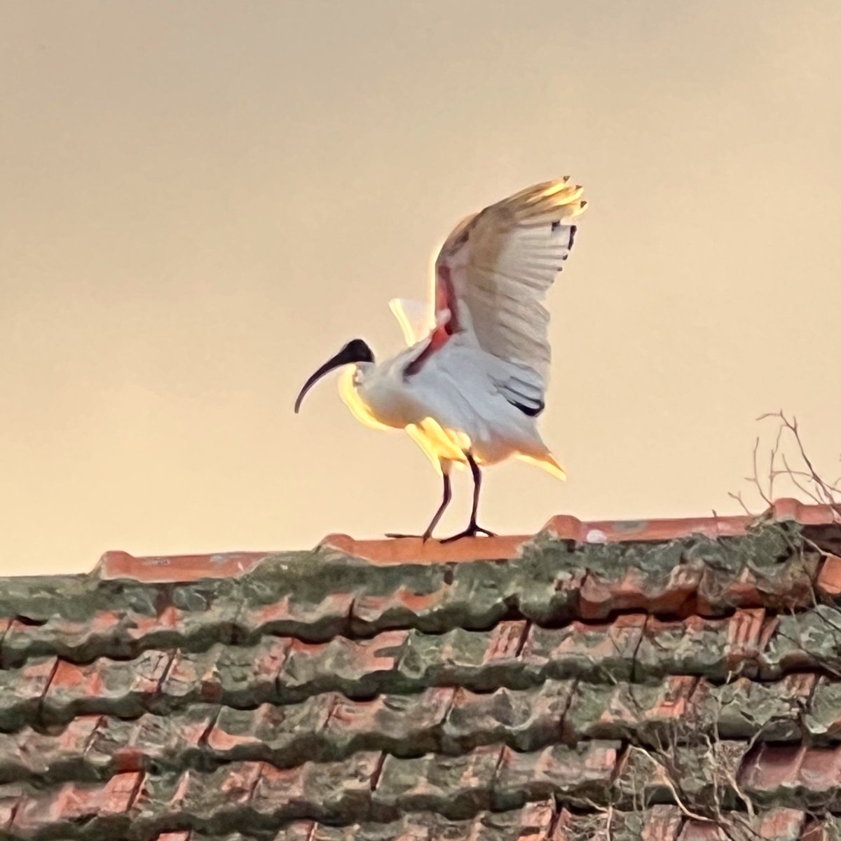 AmandaGFrame's tweet photo. Australian White Ibis looking majestic in the early evening light #bird #nature #ibis https://t.co/YcqwgzeLnZ