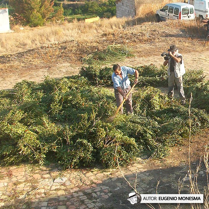 EugenioMonesma's tweet photo. ¿Conoces el #ZUMAQUE o #SUMAC?
En el año 2011 pude grabar a un grupo de vecinos de #Zaragoza recuperando este trabajo de la memoria de antiguos #zumaqueros. Gracias a ellos conocimos su #recolección, #trilla y uso tradicional.
📽️ #Documental COMPLETO: https://t.co/Ksybxv0FzM https://t.co/JQW4FvMB7Z