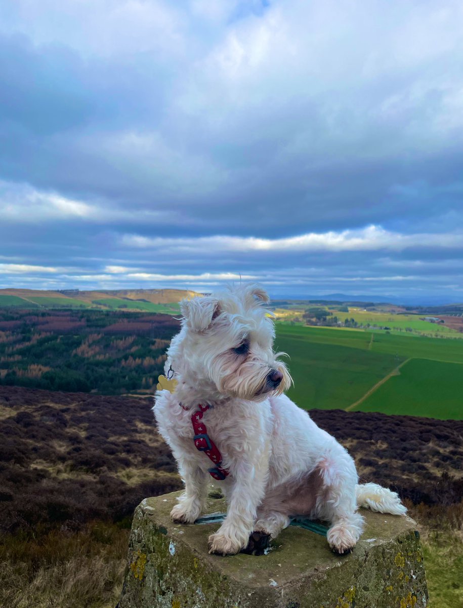 Someone turned 7 today… 🐾 #HappyBirthday #DogsofTwittter #SundayMorning