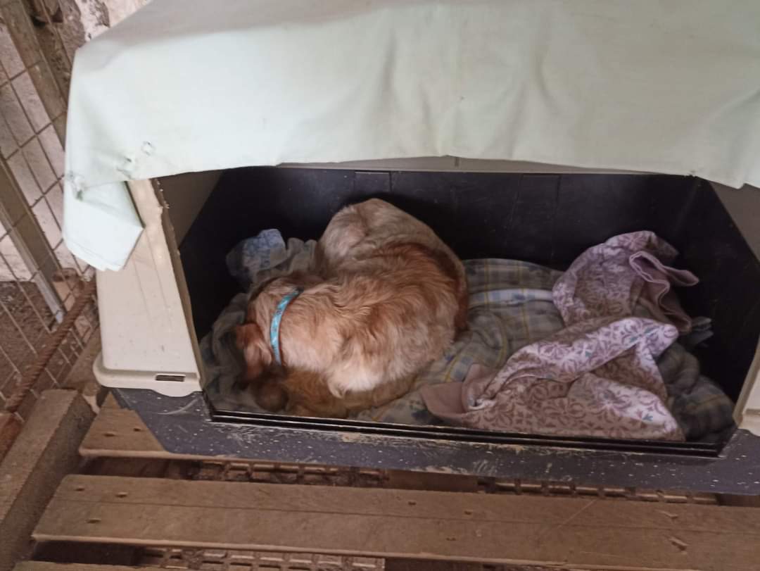 🔴🔴NECESITAMOS URGENTE CASA DE ACOGIDA🔴🔴
Lassy acaba de llegar al refugio, hemos tenido que llevarla al veterinario, nos han dicho que tiene hernia inginal futura (operación programada para aproximadamente en 1 mes).
Es apta con gatos. Tiene 10 años y es súper cariñosa.