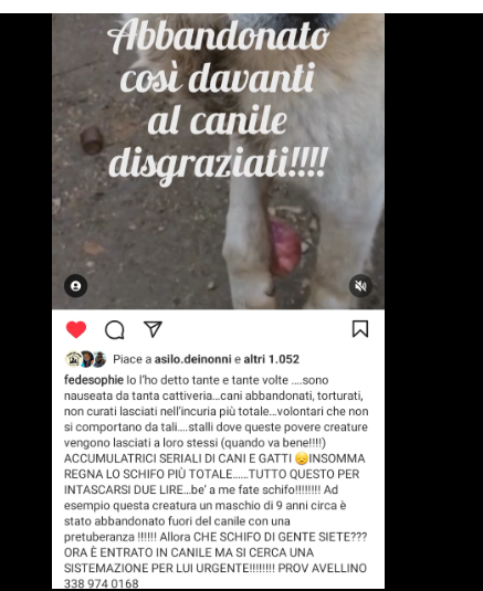 Qua la Zampa tweet media