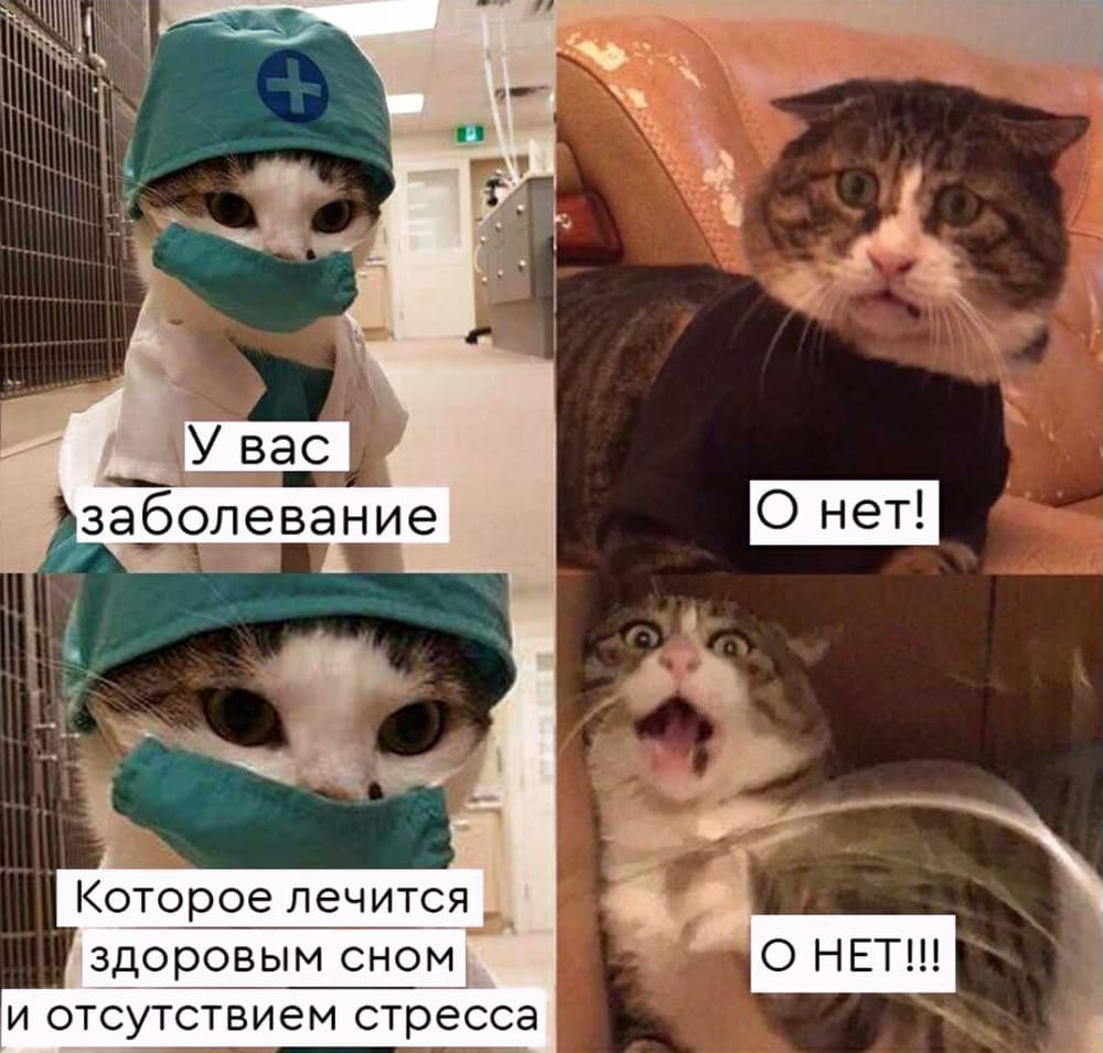 обожаю этот мем
+заплакала+