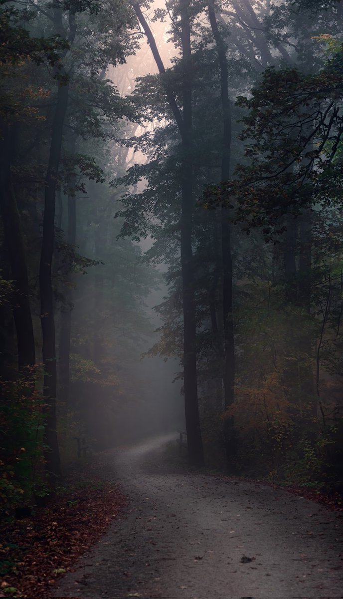 escape2unknown's tweet image. Unchanted forest ✨️ 

• 📸 by -  8momentsnow

• follow for daily travel inspiration ✨️
 
• visit my travel blog 🎒 - link in bio 

#forest #naturelovers #NaturePhotography #roadlesstravelled #Travel #travelphotography