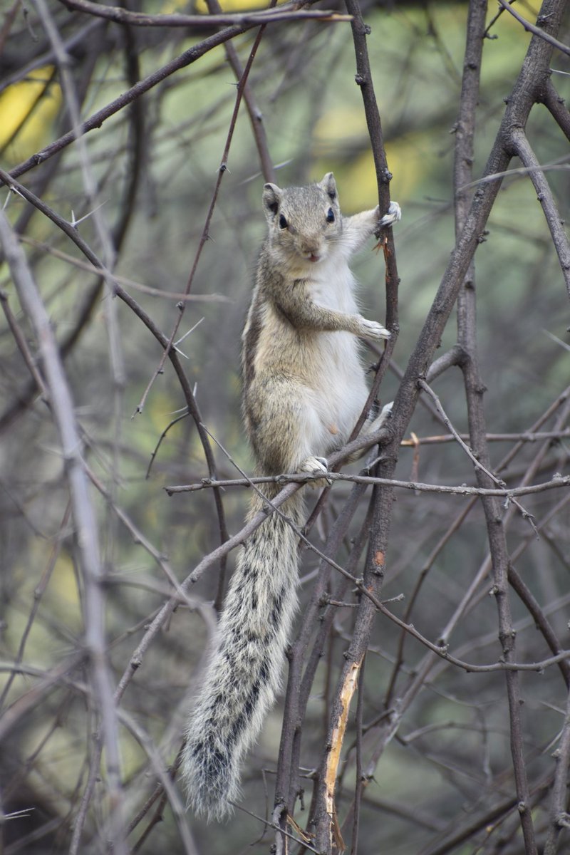 Dpsairy's tweet photo. Squirrel :- Hi, after long time, back again. 

Location:- New Delhi, India.

#Squirrels #squirrel #SquirrelScrolling #animals https://t.co/mbinmbQBEh